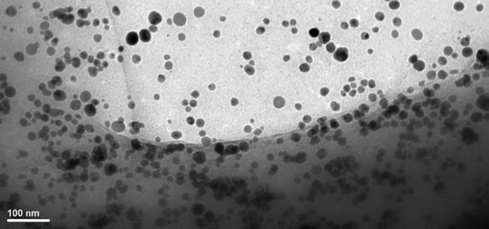 Ferskvandsalge eksponeret for sølv-nanopartikler. Fotograf: Louise Helene Søgaard Jensen