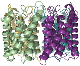 Aquaporin