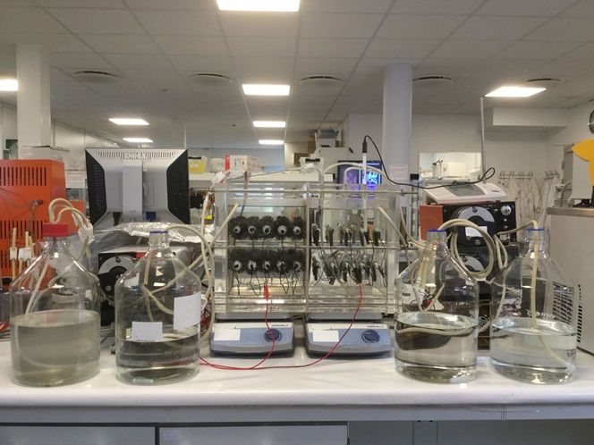 Model af Bio-Electro-Fenton vandrensningssystemet. Til venstre anode med børste-lignende elektroder, til højre katode med grafit elektroder. Flasker med spildevand fra henholdsvis kommunalt rensningsanlæg og medicinalvirksomhed i hver sin side. I midten det rensede vand fra de to prøver. 